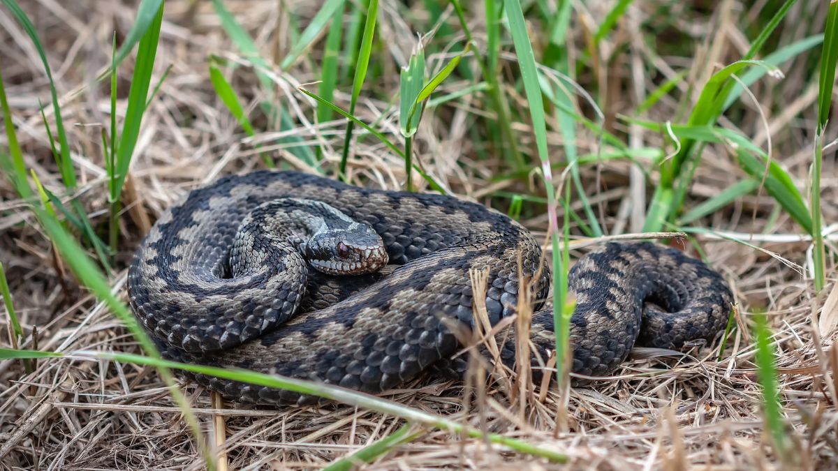 Jak wygląda żmija zygzakowata?