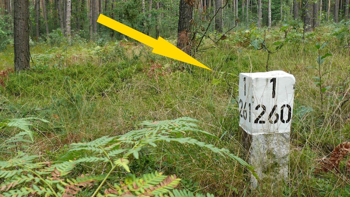 Słupki pomogą ci odnaleźć się w lesie 