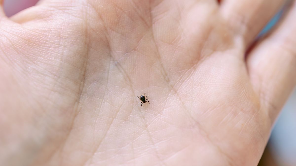 Pokazała, gdzie znalazła kleszcza u córki