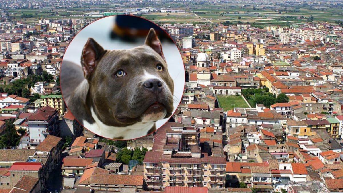 Pitbull zaatakował 9-miesięczną dziewczynkę.