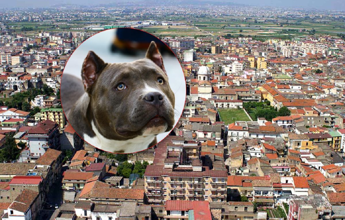 Mieszkali z pitbullem. Nie żyje 9-miesięczna dziewczynka