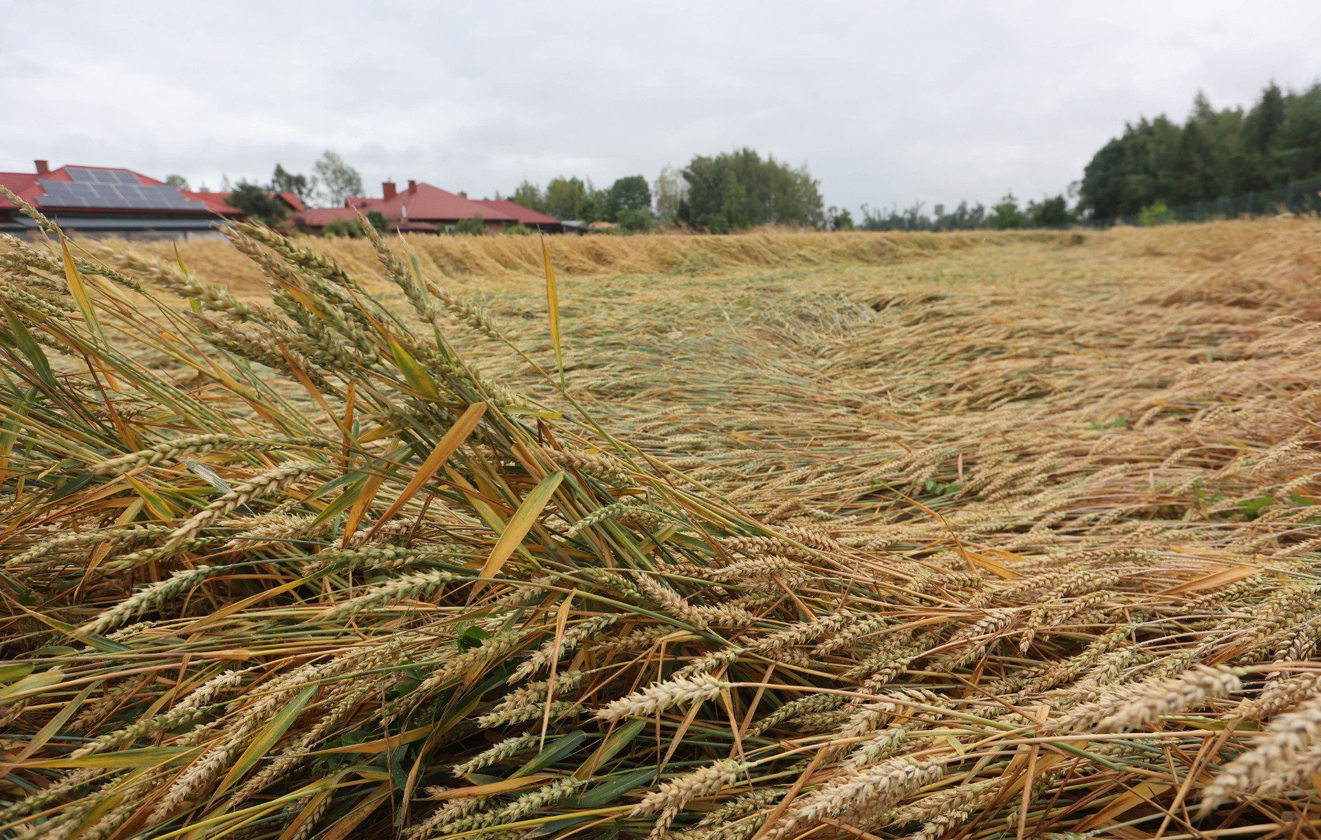 Usuwanie skutków nawałnicy w Głuchowie koło Łańcuta