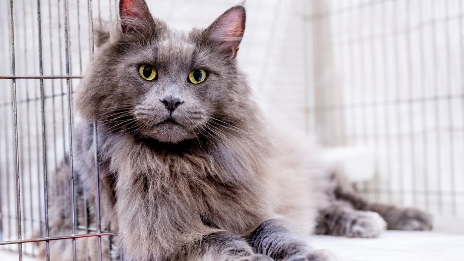ST HELENS, ENGLAND - JUNE 07: (EXCLUSIVE COVERAGE) Marmooncoon Cosimo De Medici, a blue Maine Coon cat relaxes in their pen during the GCCF Merseyside Championship show at Sutton Leisure Centre on June 07, 2025 in St Helens, England. (Photo by Shirlaine Forrest/Getty Images)