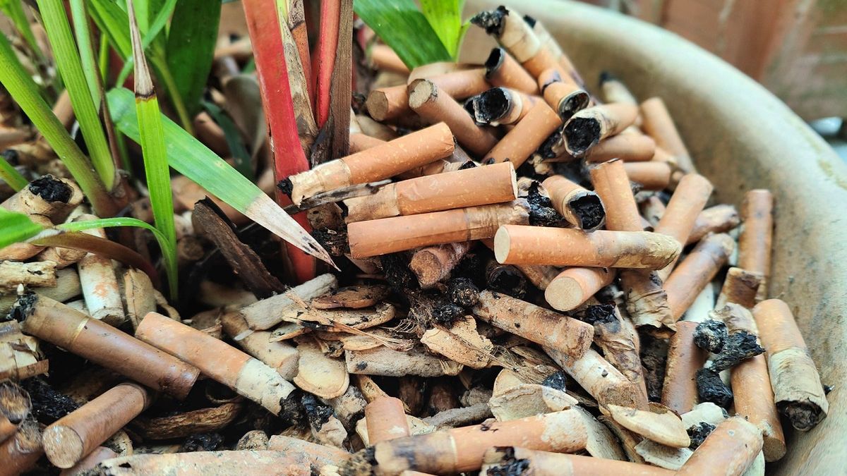 Popiół z papierosów może pomóc lub zaszkodzić roślinom.