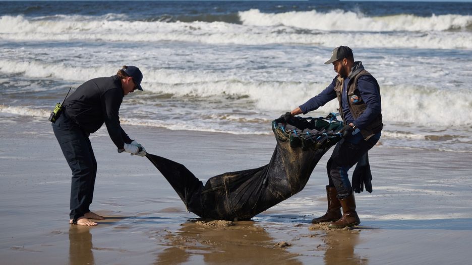 Nie wszystkie lwy morskie udaje się uratować 