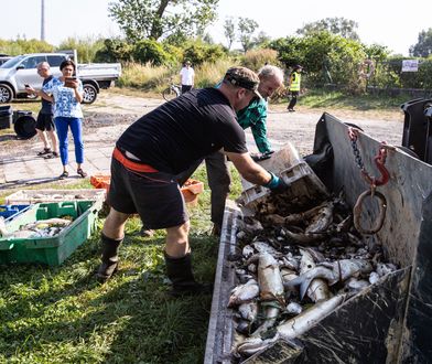 Katastrofa ekologiczna w Odrze. Ustalenie przyczyny może być niemożliwe, ale jest "bardzo prawdopodobna hipoteza"