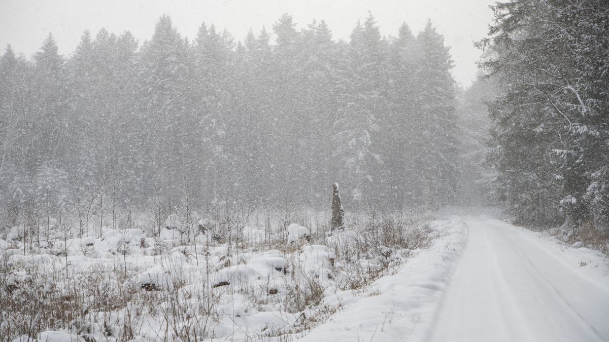 Spotkała go w lesie i chwyciła za telefon. To bardzo rzadki widok!