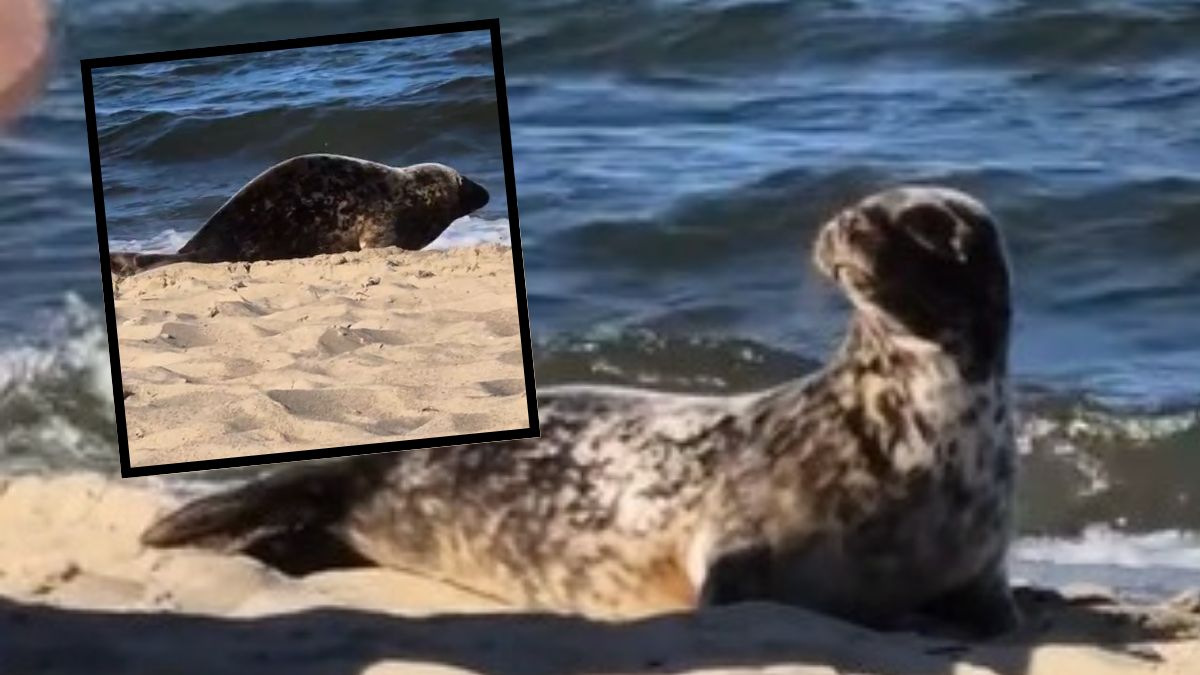 Nagranie z foką w Sopocie. Internauci żartują