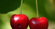Wiśnie czy czereśnie? Oto jest pytanie