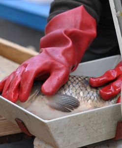 Ile za świątecznego karpia w tym roku? Niespodzianka na targowiskach