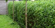 Bije na głowę tuje. Szczelnie obrośnie cały płot