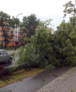 Łódź po niszczycielskich burzach. Miasto oszacowało straty