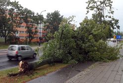 Łódź po niszczycielskich burzach. Miasto oszacowało straty