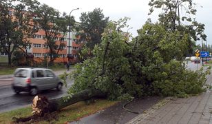 Łódź po niszczycielskich burzach. Miasto oszacowało straty