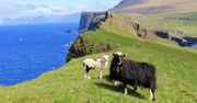 Ta wycieczka to przygoda życia! Na Wyspach Owczych natura gra pierwsze skrzypce