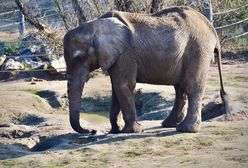 Afera w poznańskim ZOO. Radna PiS grozi prokuraturą po śmierci słonicy