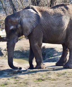 Afera w poznańskim ZOO. Radna PiS grozi prokuraturą po śmierci słonicy
