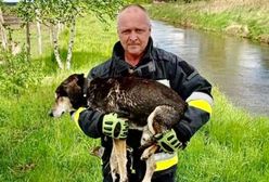 Głuchy i ślepy "Dziadek" dryfował po rzece. Strażacy bohaterami