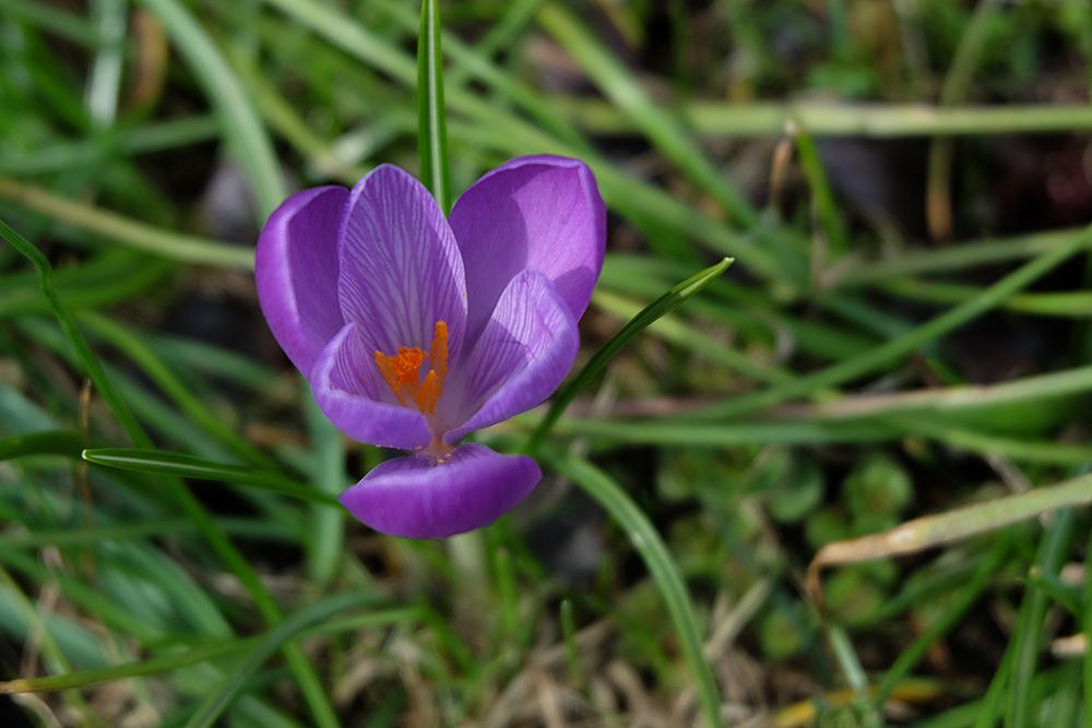 Fujifilm X-A2 - bezluzusterkowiec z matrycą APS-C w przyzwoitej cenie [test] 40