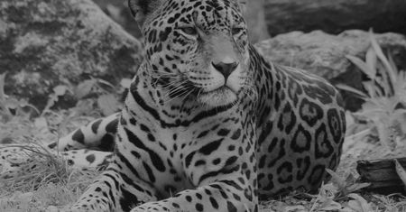 Warszawskie ZOO pożegnało jaguara. Niewiarygodne, ile miał lat