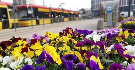Warszawa. Moda na bratki. Następne sadzonki do adopcji