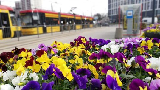 Warszawa. Warszawiacy adoptują rośliny zastępowane na miejskich rabatach kolejnych kwitnącym okazem flory. Teraz do wzięcia będą bratki, które zdobiły pętle komunikacyjne