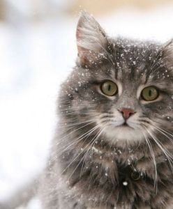 Bez naszej pomocy koty mogą nie przetrwać zimy [NASZ APEL]