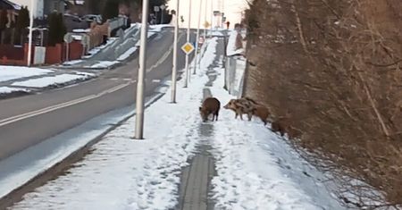 Stado dzików w biały dzień spacerowało sobie po osiedlu