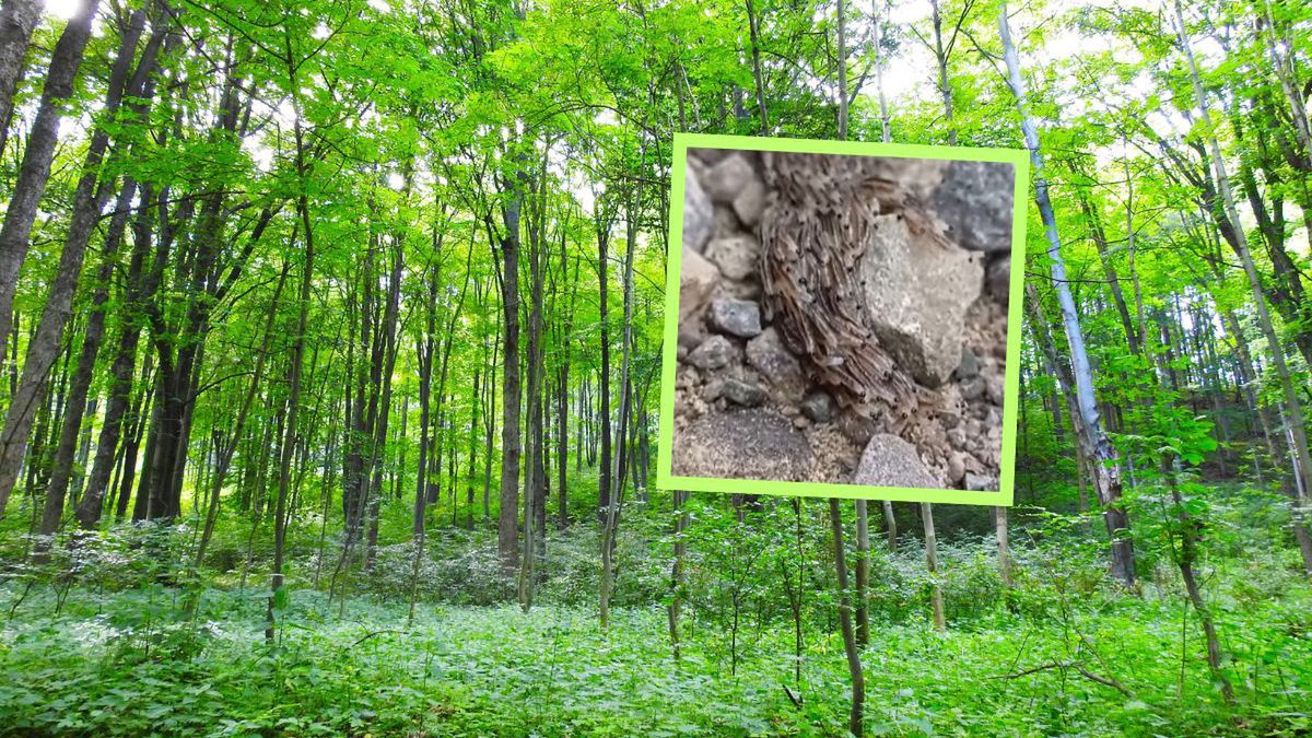 Widzisz coś takiego w lesie? To rzadkie zjawisko nazywa się pleń