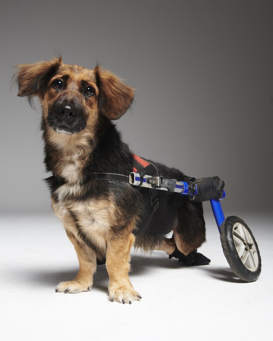 #AdoptujŚwiadomie! Pudelek szuka domu dla niepełnosprawnej Lilki
