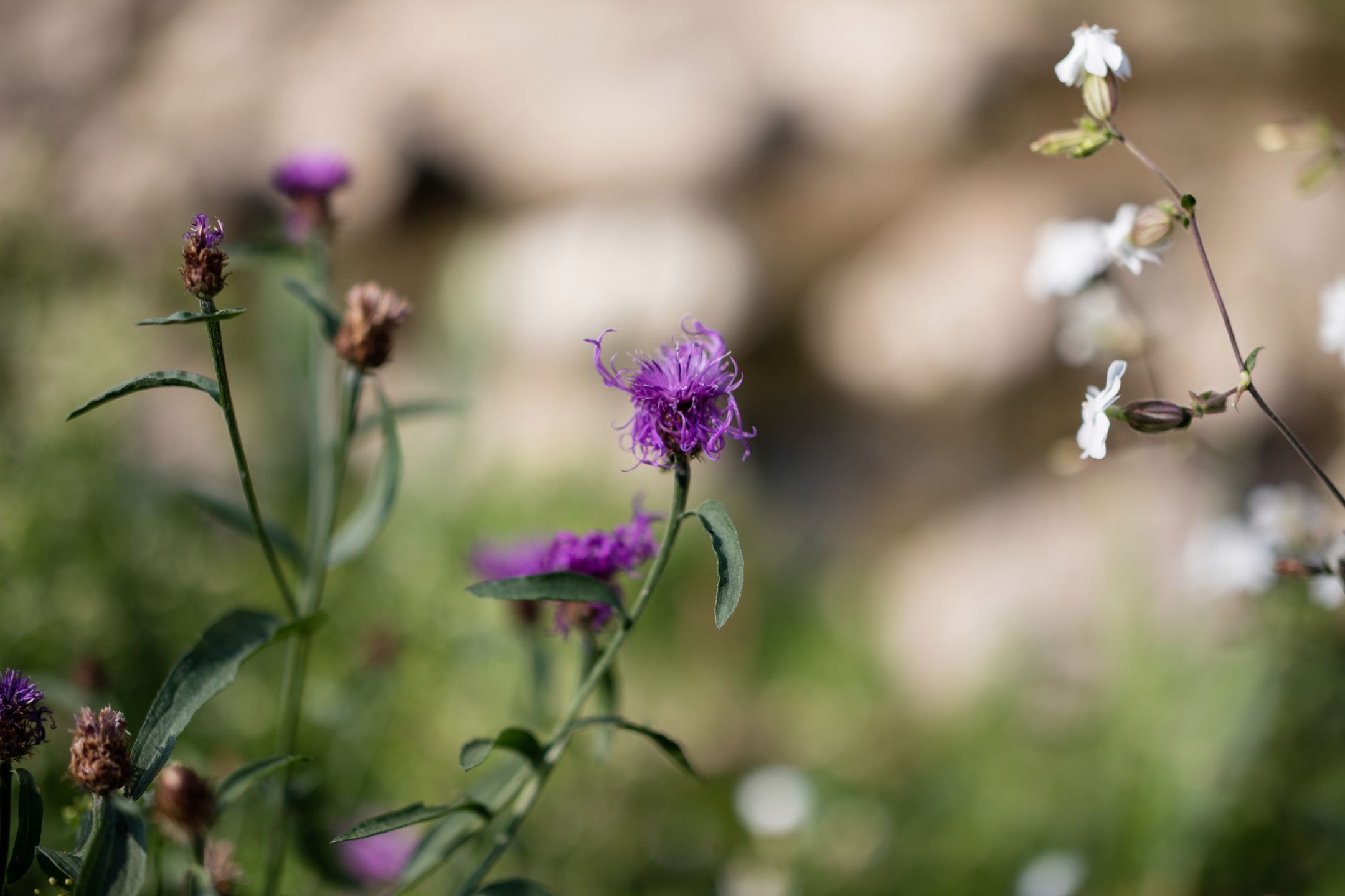 Zeiss Milvus 50 mm f/1.4 - zdjęcia przykładowe z premiery 19