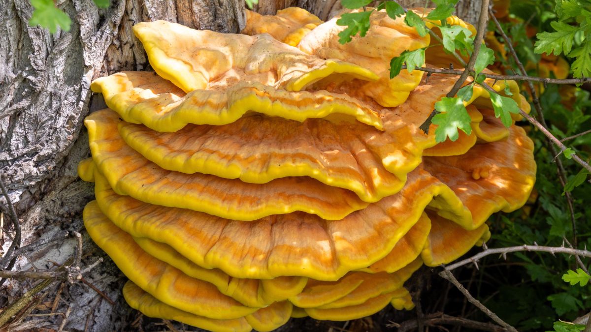 Żółciak siarkowy pospolicie rośnie w polskich lasach