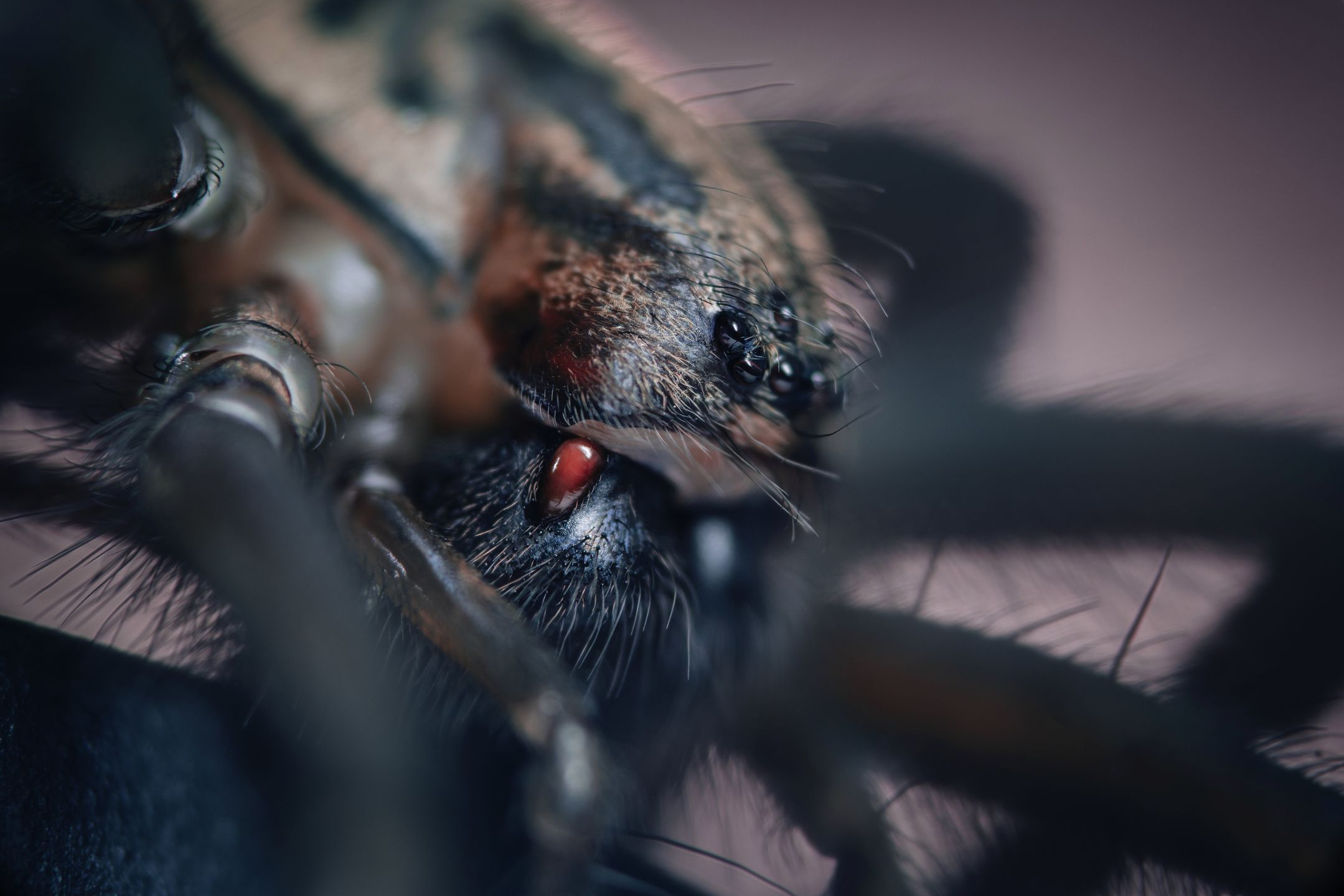 Co zimą biega, pełza i lata w domu? - Mikael Buck prezentuje funkcjonalność Sony A7R II 7