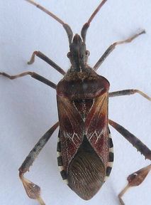 Western conifer seed bug arrives in Poland. How to get rid of it?