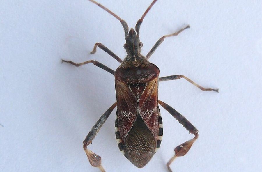 Western conifer seed bug arrives in Poland. How to get rid of it