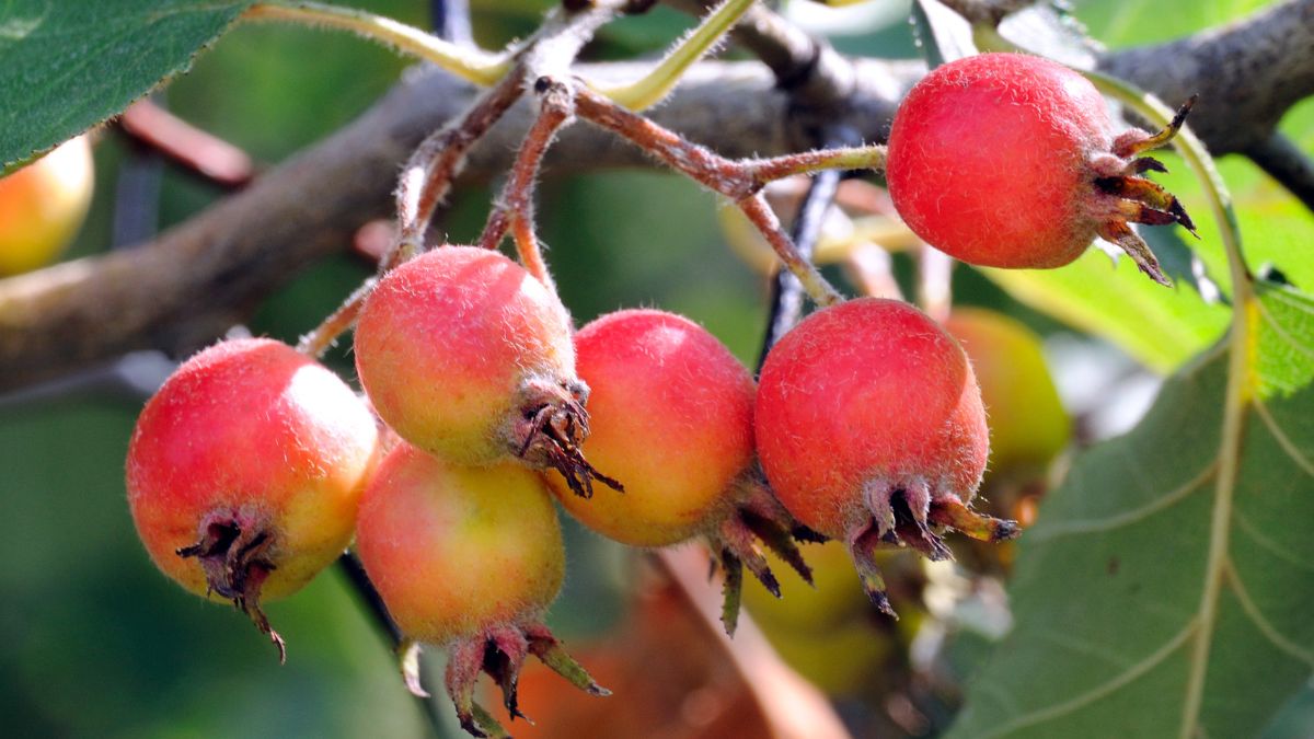 Rajskie jabłuszka to niedoceniany owoc