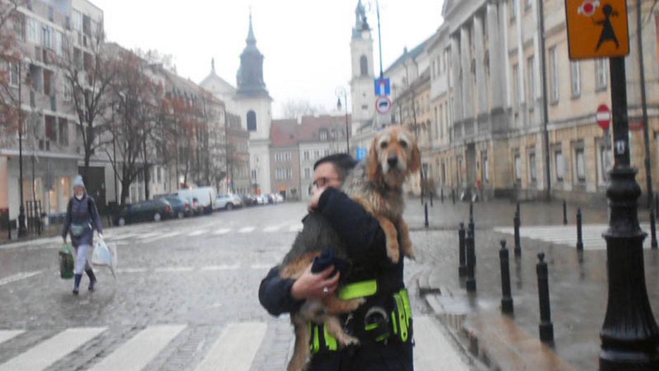 Warszawa. Strażnicy miejscy odnaleźli niedosłyszącego psa