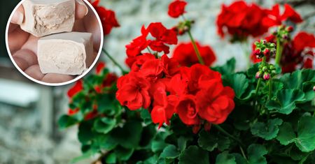 Jak często nawozić pelargonie? Pamiętaj o tym, a obsypią się kwiatami