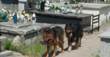 Koszmar pod Kutnem. Wściekłe psy siały spustoszenie na cmentarzu, są ofiary