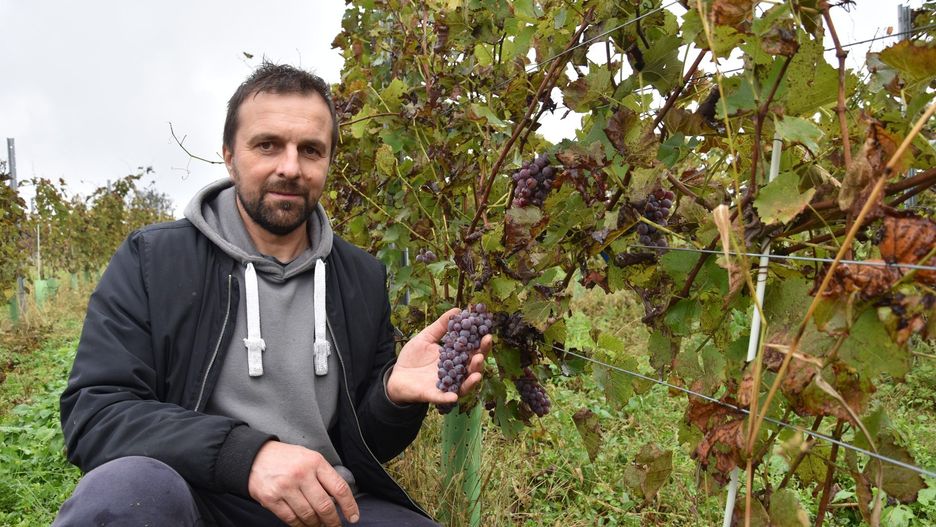 Zbiory winogron na Winnicy Tarnowskiej. Grzegorz Pachoł spodziewał się, że rośliny lepiej obrodzą, ale na przeszkodzie stanęły wiosenne przymrozki oraz dużo deszczowych dni