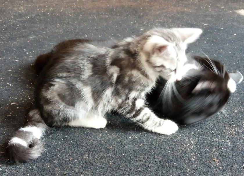 „Strach? A co to jest strach?” – zapytał Pepe atakując 3 x większego od siebie Lucky’ego