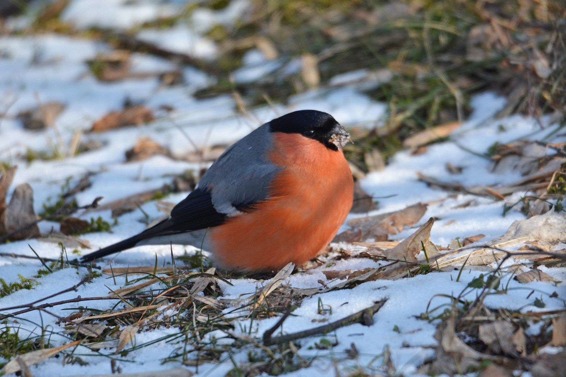 Gil raczej do nas nie zajrzy. Dopóki ma do dyspozycji klonowe skrzydlaki i nasiona pęcherznicy, nie zainteresuje się słonecznikiem