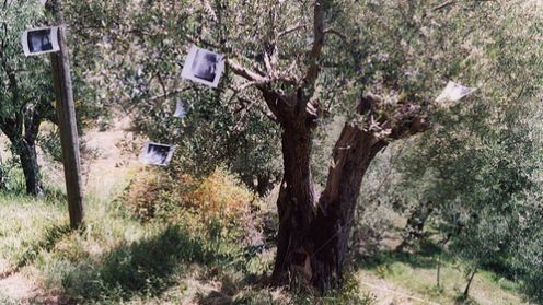 Fascynujące obscury, czyli aparat w drzewie i karmniku [GALERIA] 1