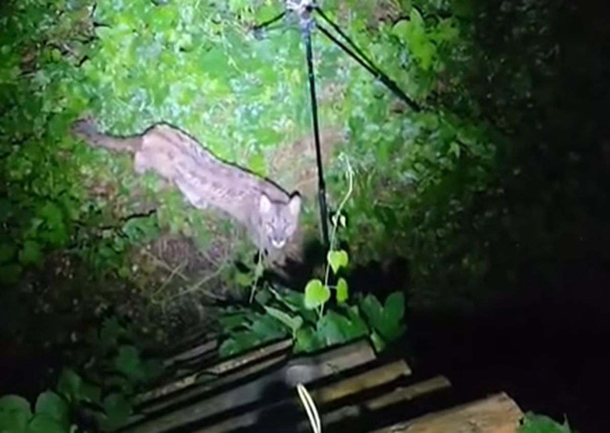 Leśnik siedział na ambonie. Nagle pojawiła się puma. Tylko spójrzcie