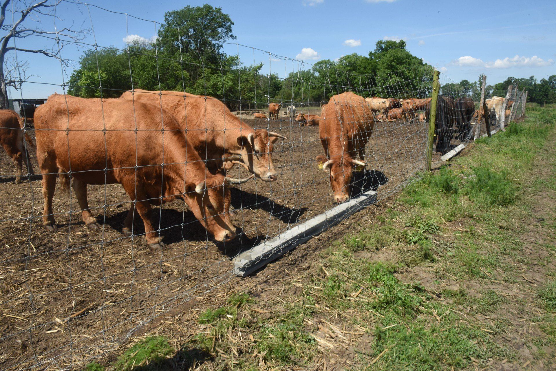 Rolnicy muszą złożyć odpowiednie dokumenty, aby otrzymać dopłaty w zakresie dobrostanu zwierząt. Na początku października kolejny termin.
