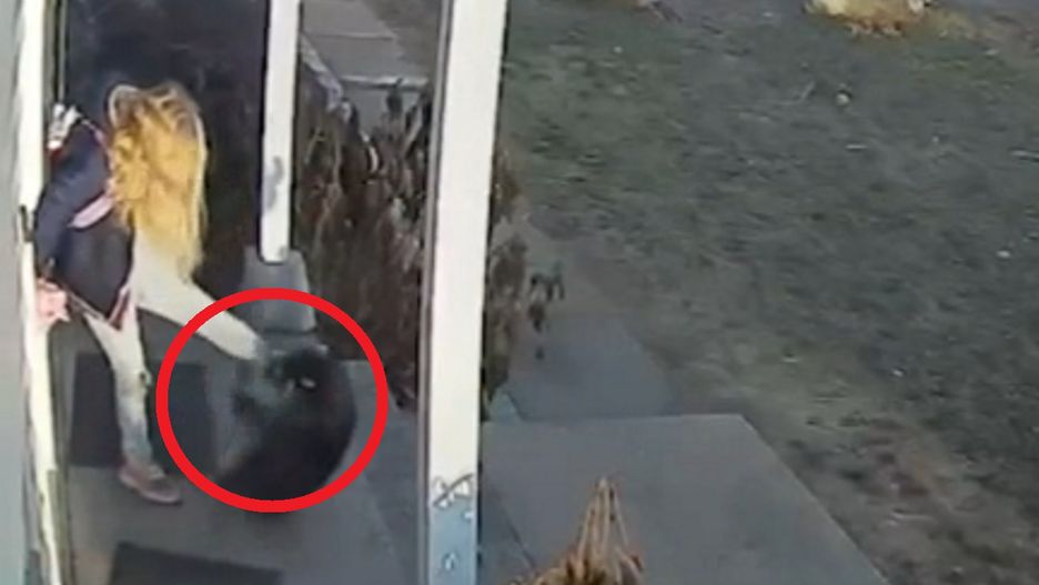 Dzikie zwierze zaatakowało dziewczynkę