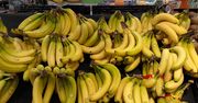 Czaił się w bananach w supermarkecie. Ugryzienie może zabić