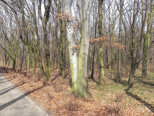 Nikon Coolpix P100, czyli ultrazoom bez kompromisów - TEST część 2 20