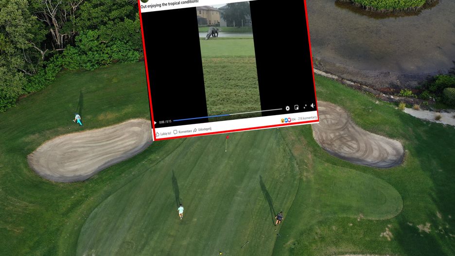 Aligator spacerował po polu golfowym 