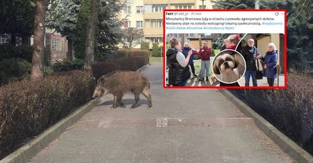 Dziki atakują w polskim mieście. Nie żyje pies. Jest decyzja